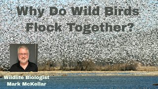 Why Do Wild Birds Flock Together [upl. by Ididn]