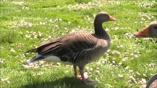 Greylag Goose 2 [upl. by Rramel414]