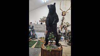 LifeSize Bear Mount [upl. by Nirhtak]