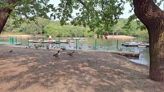 boating lake at whipps cross hollow ponds in London [upl. by Cadel]