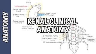 Kidneys  Clinical Anatomy renal anatomy [upl. by Presber]