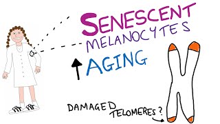 How senescent cells drive skin aging [upl. by Renferd]