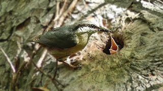 Nuthatch Birds Nest 2016  Feeding The Chick [upl. by Annorah]