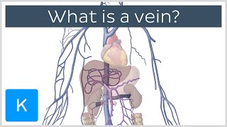 What is a Vein  Human Anatomy  Kenhub [upl. by Iy412]