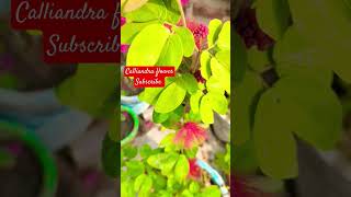 Calliandra flower plant tips and care propagation in hindi calliandra shorts [upl. by Mcgraw298]