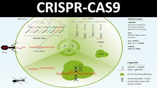 CRISPRCas  CRISPR Cas9 Ein Verfahren des Genomediting  Biologie Gentechnik Oberstufe [upl. by Eignav]