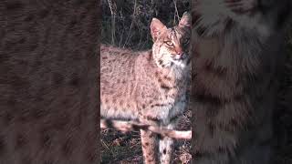 Bobcat wildlife nature deer hunting bowhunting [upl. by Nosnarb]