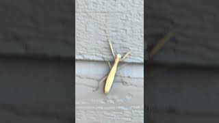 Hey there’s a Yellow Praying Mantis on Our Wall [upl. by Cosenza]