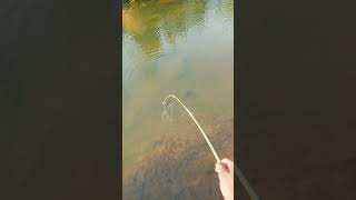 WILDLIFE HOOK FISHING TECHNIC I DESI HOOK FISHING fishing wildlife hookfishing hookfishing [upl. by Raquela]