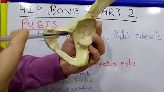 HIP BONE  PART 2 BY DR MITESH DAVE [upl. by Enneirb]