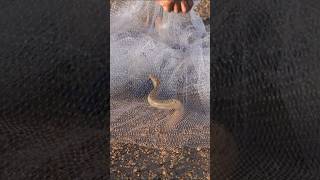 Fishing in River  Water Snake in Fishing Net fishing [upl. by Sarette]