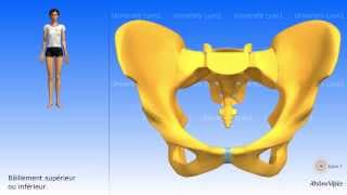 Arthrologie du bassin  la symphyse pubienne [upl. by Toby120]