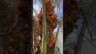 BUTIA CAPITATA PALMIER 🌴 ABRICOTS ABRICOTS EN FOLIE FIN SEPTEMBRE  OCTOBRE santé ÉTÉ INDIEN [upl. by Mellar831]