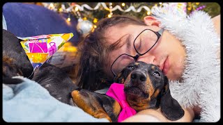 Christmas hangover Cute amp funny dachshund dog video [upl. by Nabal]