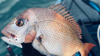 Redcliffe Snapper  Kayak Fishing [upl. by Lidia]