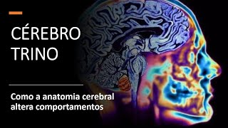 Cérebro Trino  Como a anatomia cerebral altera comportamentos 27 [upl. by Yelsek]