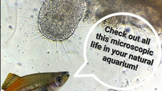 The Microscopic Life Inside Your Natural Aquarium [upl. by Nussbaum]