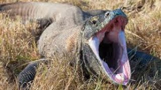 Comoros dragon vs monkey comodo dragon eating ￼ monkey ￼ll animal survival video [upl. by Kristel]