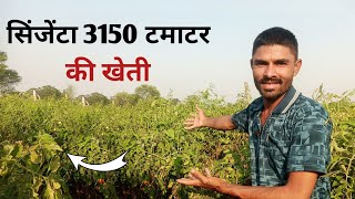 Syngenta 3150 tamatar ki kheti  3150 tomato ki kheti kab aur kaise karen [upl. by Oman]