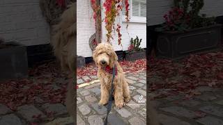 Labradoodle puppy Saturday morning London [upl. by Einahets]