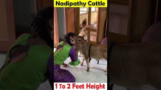 Cows in home 😍 free youtube lovely yt viral pets reels tiktok flute miniature punganur [upl. by Bouley]