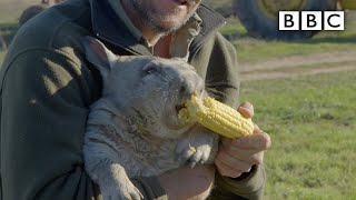 Feeding a farting wombat  BBC [upl. by Ynnig]