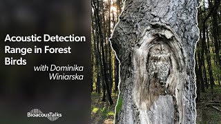 BioacousTalks Acoustic Detection Range in Forest Birds with Dominika Winiarska [upl. by Yecies]