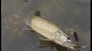 Le brochet à la cuillère ondulante un très bon leurre [upl. by Nueovas]