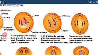 Metaphase anaphase and telophase 8th class [upl. by Fogel]