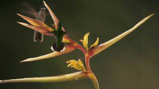 La Fauna del Chocó Andino de Quito [upl. by Elawalo]