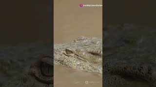 Top 5 Most Dangerous Crocodiles in the World [upl. by Dicks213]