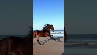 run and be free like the windhorse caballos cowgirl caballosdepaso horsesports cowboys [upl. by Lawtun]