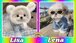 Lisa or Lena cute animals💞💞choose your cute animallisaorlenacuteanimalslisaorlenacuteanimals [upl. by Repmek]