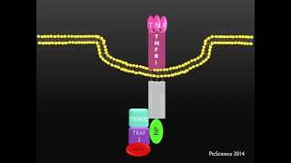 PicScience TNFR1 Death Receptor [upl. by Jea]