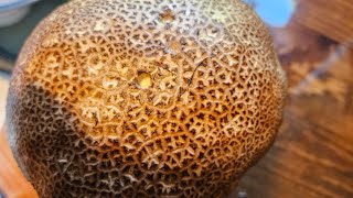 Purple spored puffball mushrooms [upl. by Jdavie399]