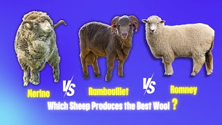 The Battle for BEST Wool Begins  Merino vs Rambouillet vs Romney Sheep [upl. by Gina]