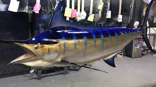 153 inch Blue Marlin Ceiling mount from Gray Taxidermy [upl. by Ellenaj]