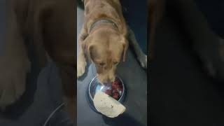 Chicken eatingyoutubeshorts doglover shortsfeed labrador chicken streetfood shortsvideo [upl. by Garap760]