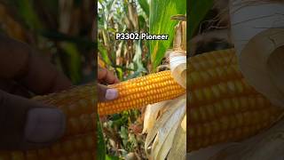 Pioneer p3302 makka ki kheti farming makkakikheti farming farmlife maize cornplant [upl. by Adelric507]