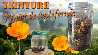 Recette de la teinture de pavot de Californie Escholtzia [upl. by Photima]