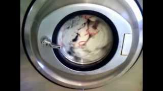 rex commercial launderette 25lb washing machine [upl. by Ashia754]