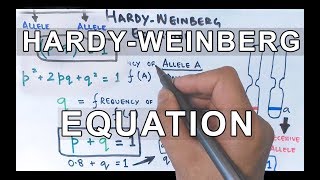 HardyWeinberg Equation  Detailed [upl. by Ronny283]