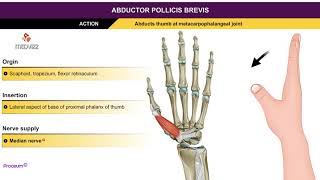 Abductor pollicis brevis  Thenar muscles  Animation without narration [upl. by Anitsenre947]