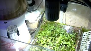 How to Stop an Aquarium Refugium From Overflowing  Aquariums amp Fish Tanks [upl. by Irtak665]