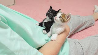 Two Kittens Cute Reactions When You Come Back Home Early [upl. by Kihtrak]