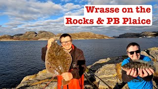 Wrasse on the Rocks and a PB Plaice [upl. by Grimaud]