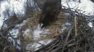 Bald Eagle Cam Fish Hatchery Decorah IA Brings in Large Stick 011509 [upl. by Vrablik]