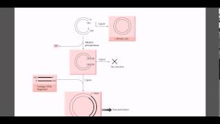 Role of alkalyne phosphaase in molecular cloning [upl. by Nnyluqcaj]