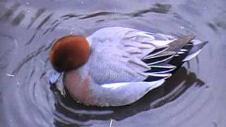 wigeon couple [upl. by Ailin]