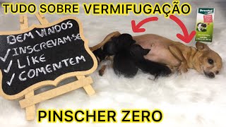 VERMIFUGAÇÃO EM CÃES FILHOTES E ADULTOS TUDO O QUE VOCÊ PRECISA SABER  PINSCHER FILHOTES [upl. by Zingg]